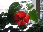 20130324_Spring_hibiscus2