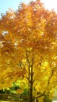 Fall_leaves1